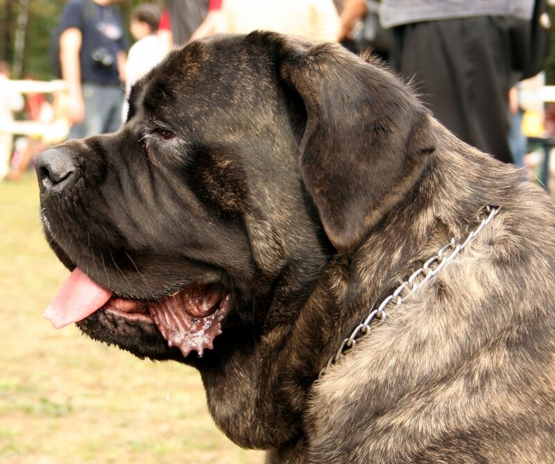 Brindle Mastiff Dog — Brown