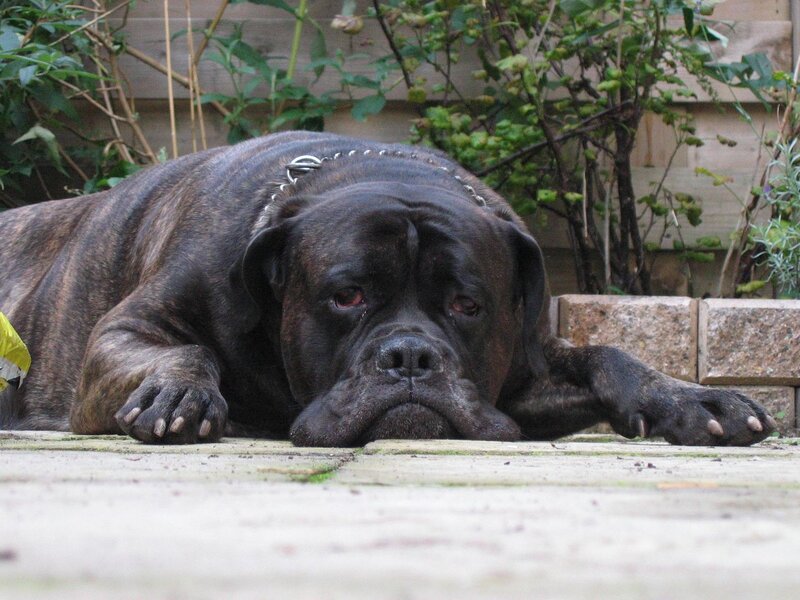 Brindle Mastiff Dog