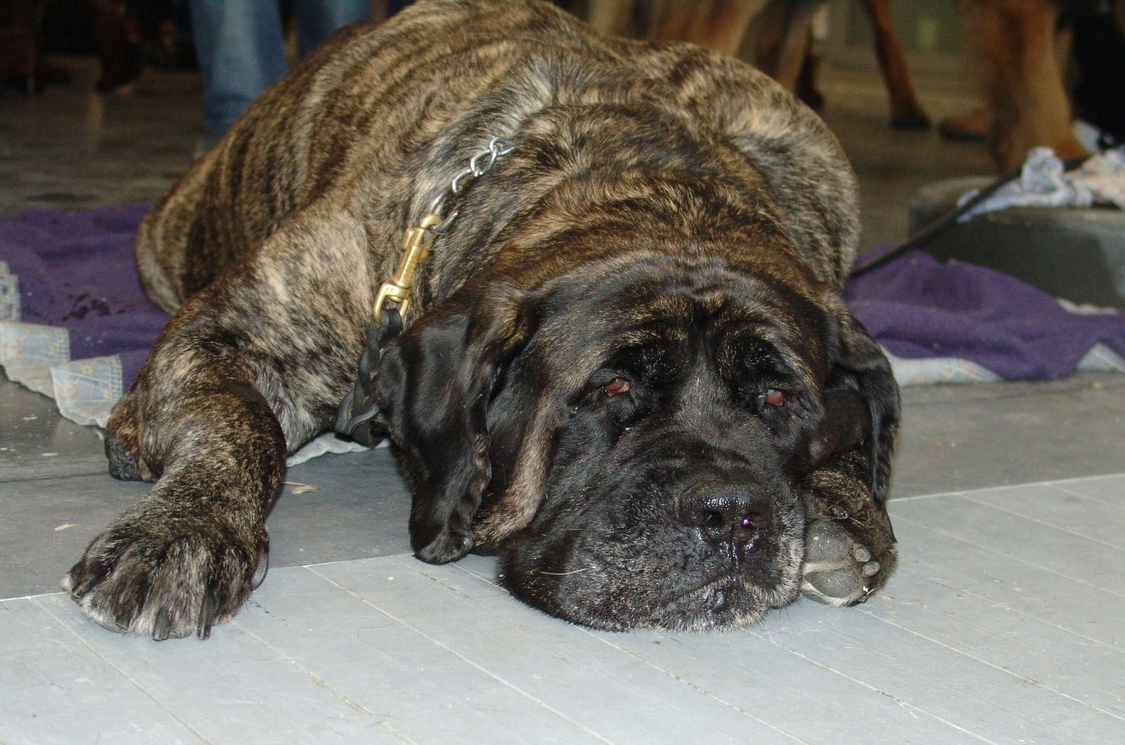 brindle mastiff resting on floor