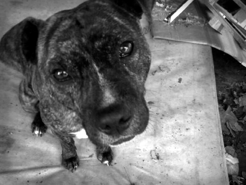 Brindle Pit Bull Dog — Black, Somber