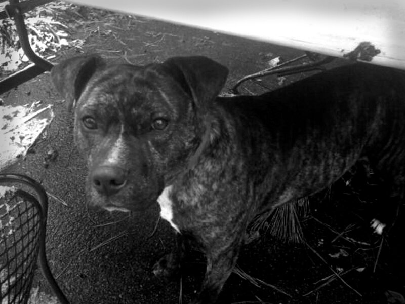 Brindle Pit Bull Dog — Black
