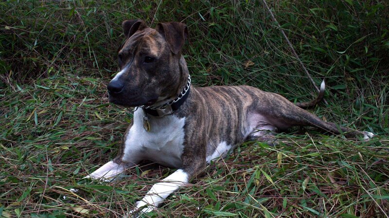 Brindle Pit Bull Dog — Brown, Calm