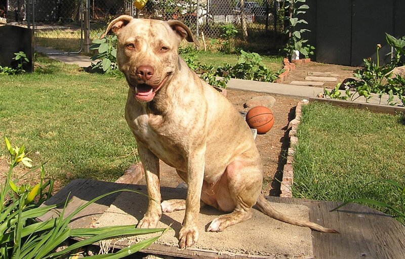 Brindle Pit Bull Dog — Brown