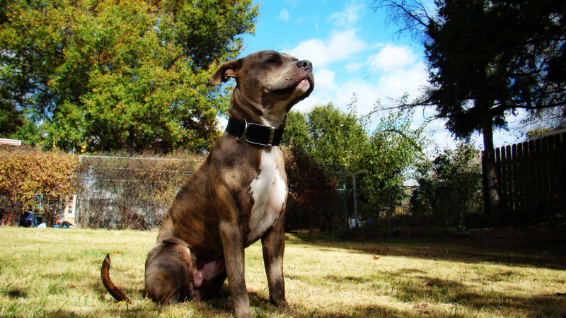 Brindle Pit Bull Dog
