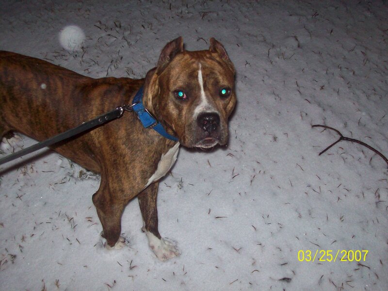 Brindle Pit Bull in Snow