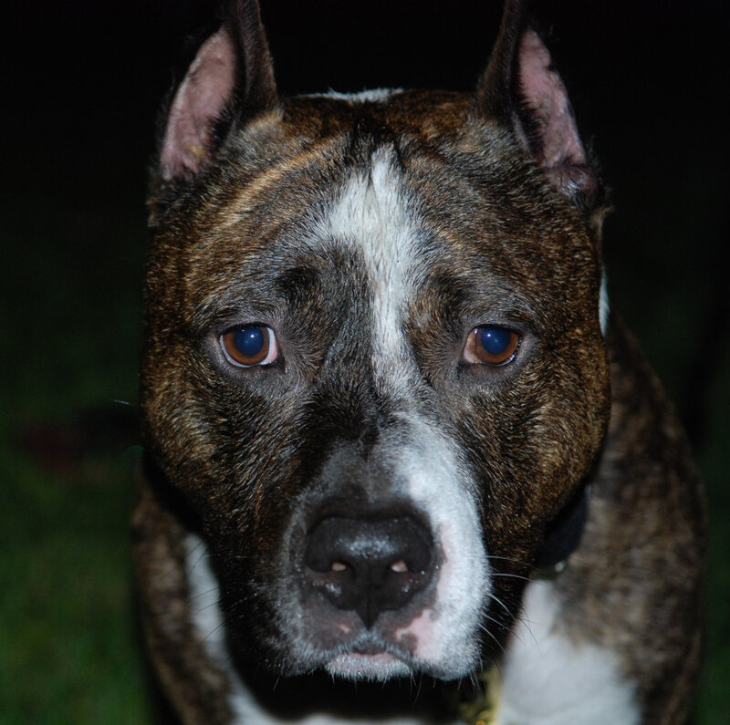 Brindle Pit Bull Terrier