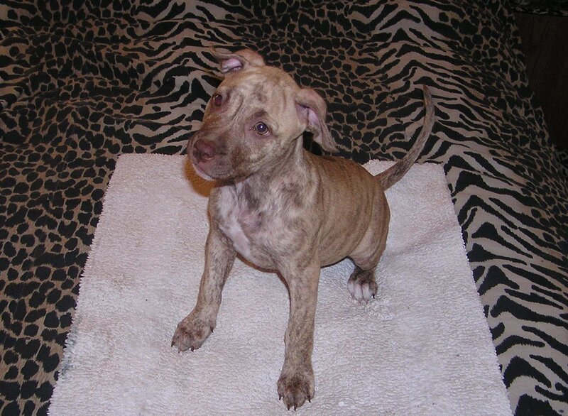 Brindle Pitbull Puppy