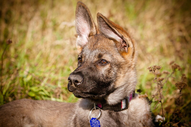 Brindle Puppy in Grass — Brown, Calm