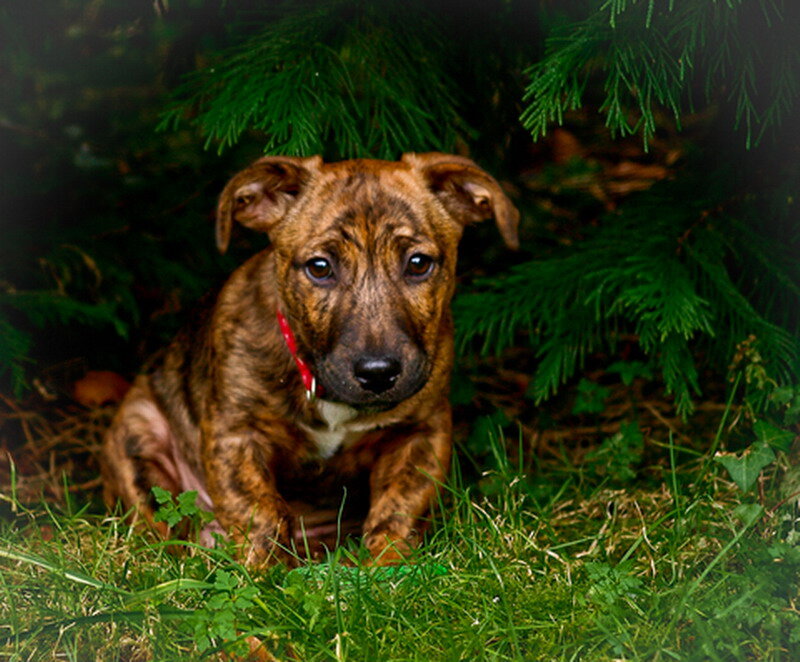 Brindle Puppy in Grass — Brown