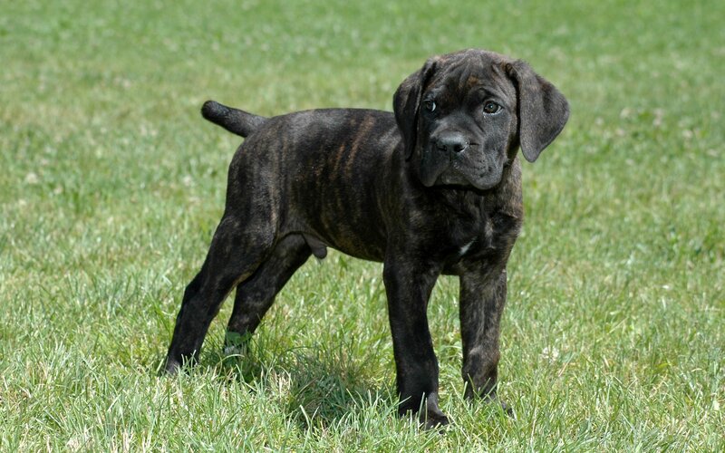 Brindle Puppy in Grass — Green, Calm