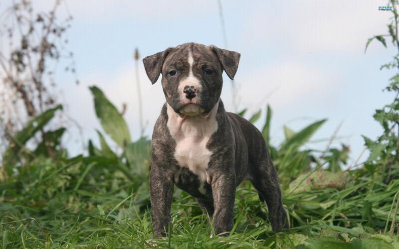 Brindle Puppy in Grass — Green