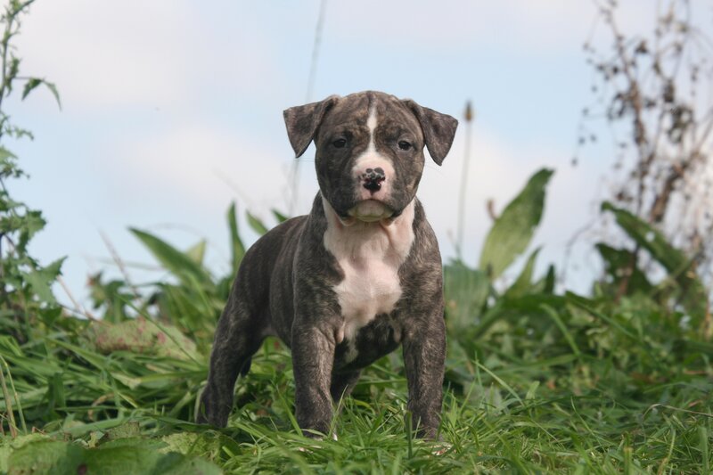 brindle puppy in grass