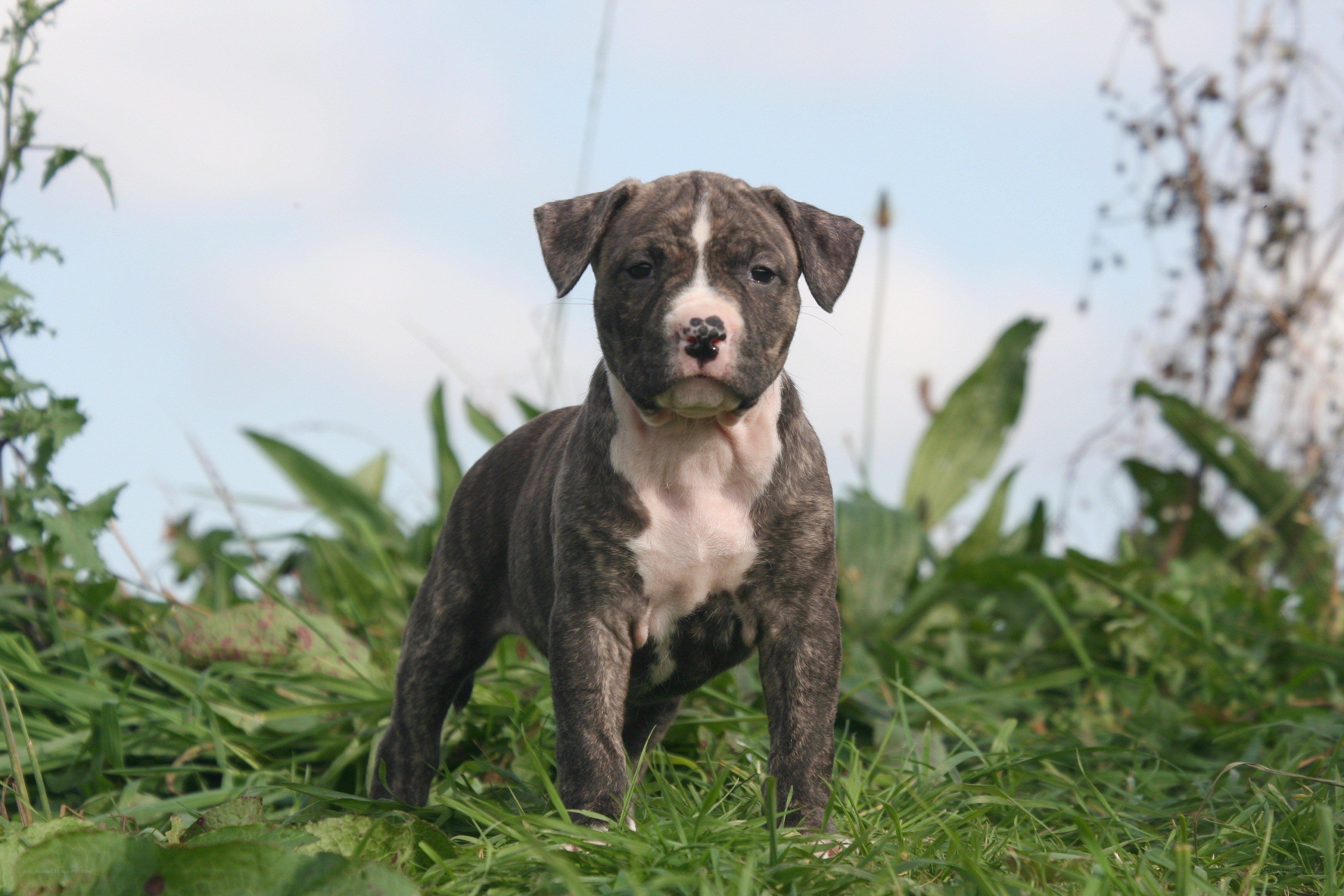 brindle puppy in grass