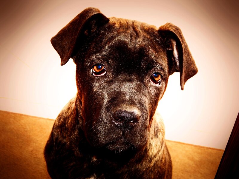 Brindle Puppy Looking