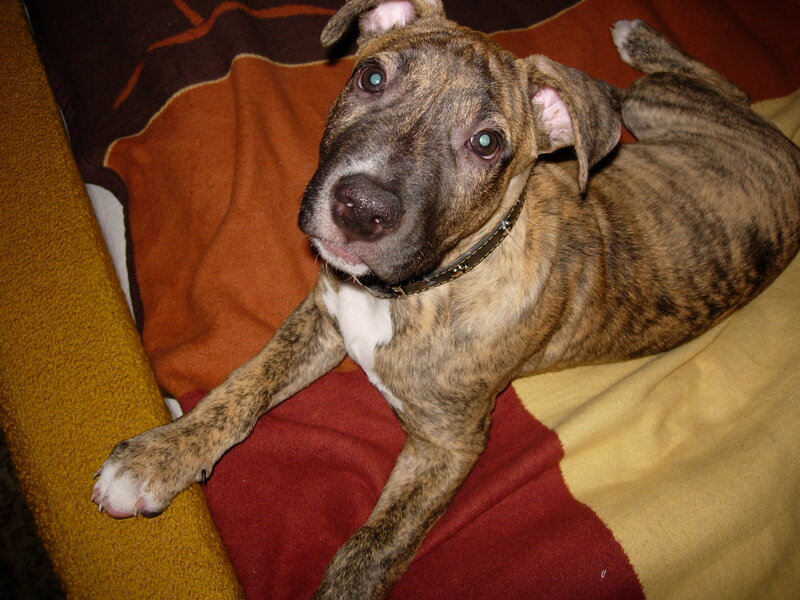 Brindle Puppy on Blanket