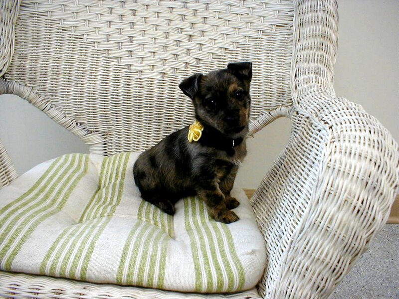 Brindle Puppy on Chair