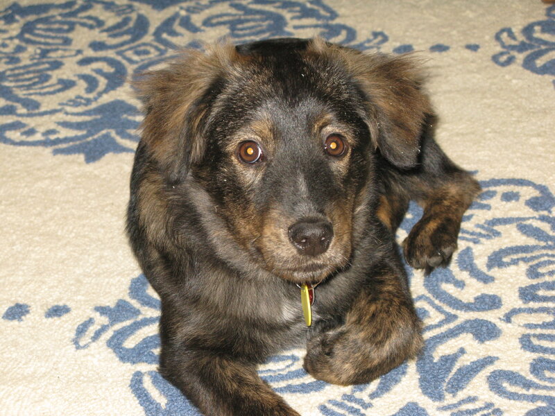 Brindle Puppy on Rug