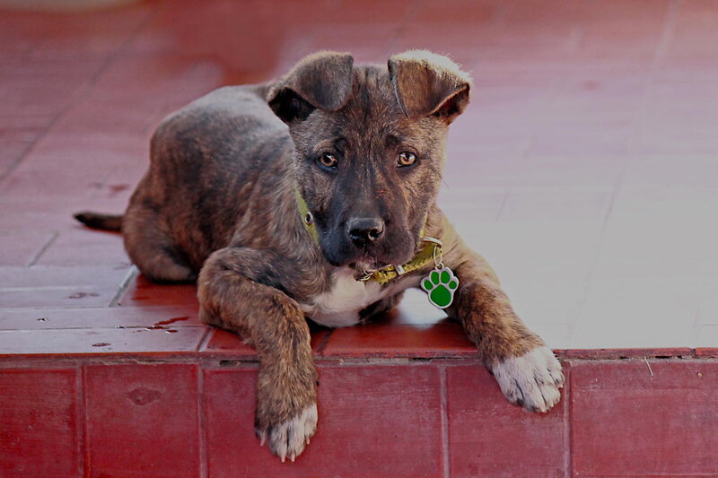 Brindle Puppy on Step