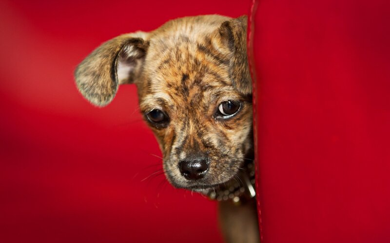 Brindle Puppy Peeking