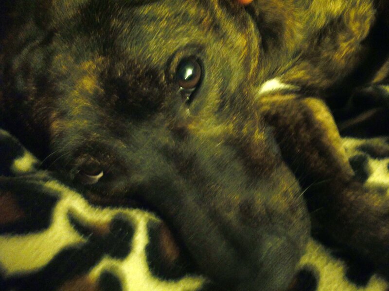 Brindle Puppy Resting