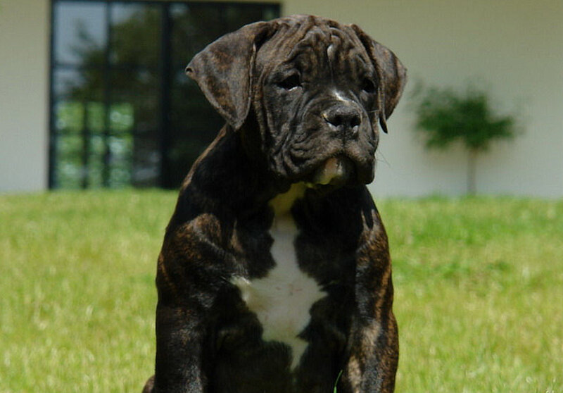 Brindle Puppy Sitting