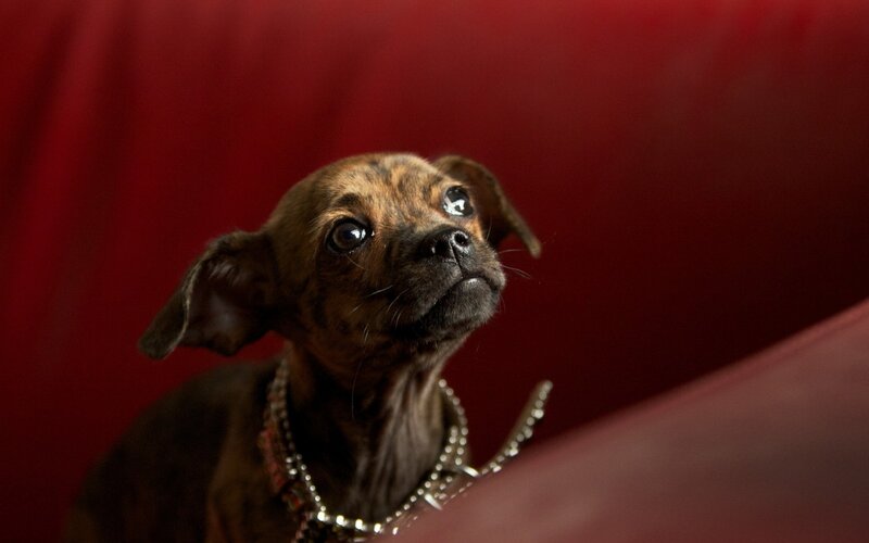Brindle Puppy Wearing Collar