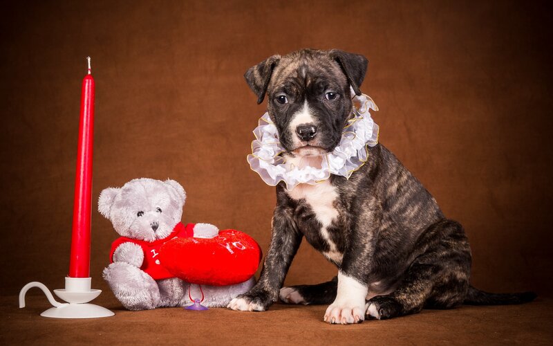 Brindle Puppy with Teddy Bear — Brown