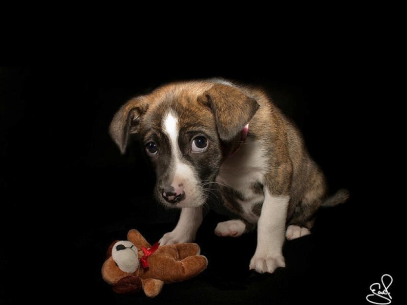 Brindle Puppy with Teddy Bear