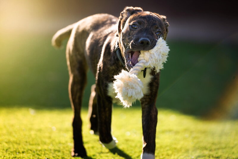 Brindle Puppy with Toy