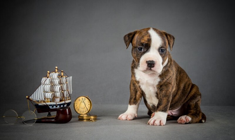 Brindle Puppy with White Markings
