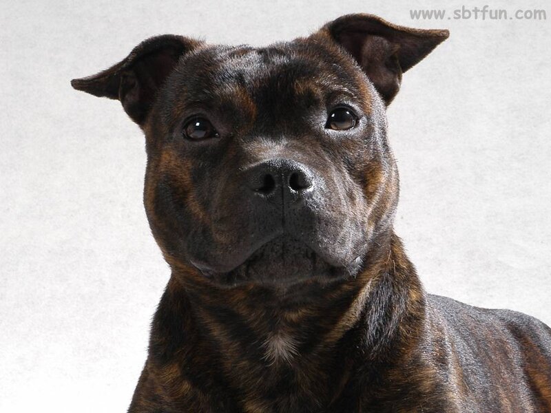brindle Staffordshire bull terrier