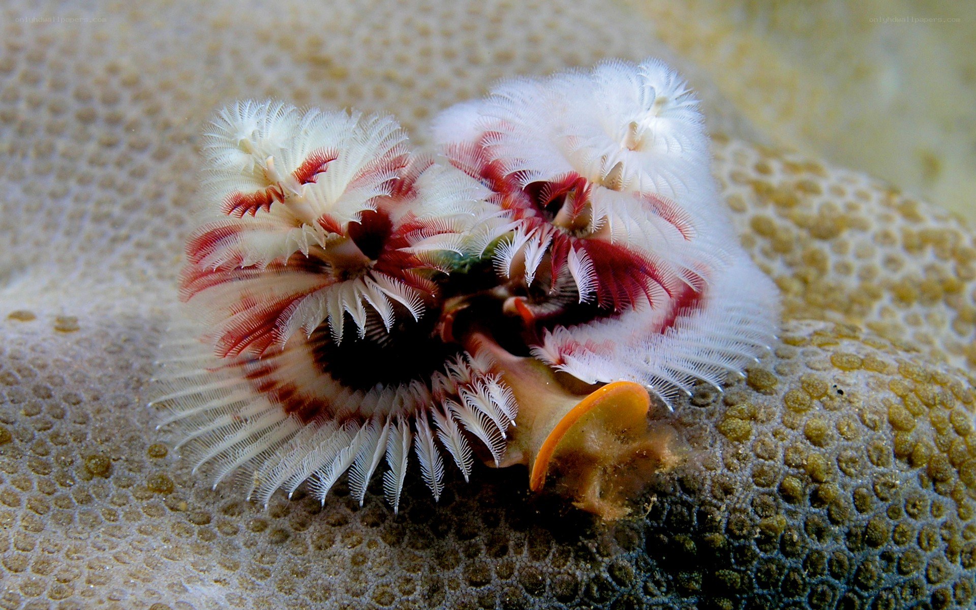 Bristle worm on coral