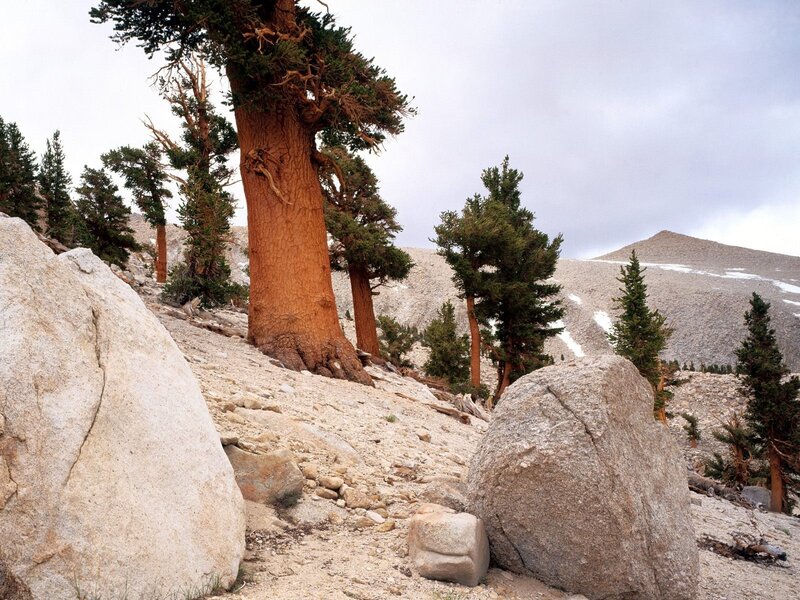 Bristlecone pines on a rocky slope