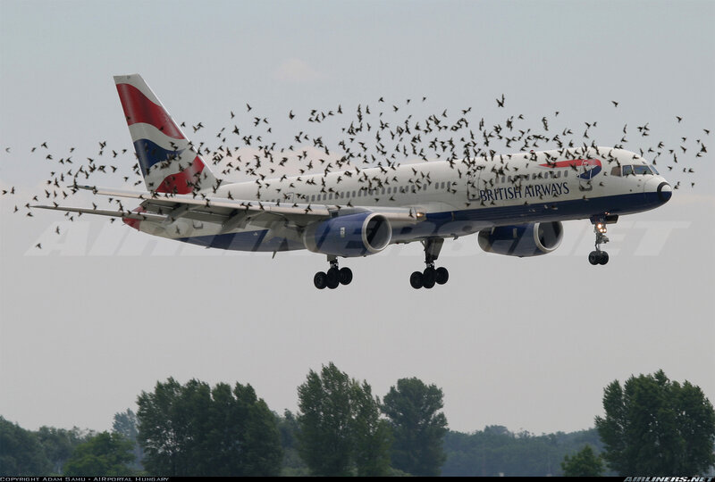 British Airways plane with birds