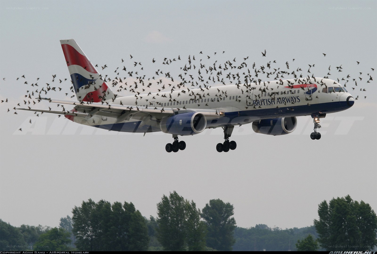 British Airways plane with birds