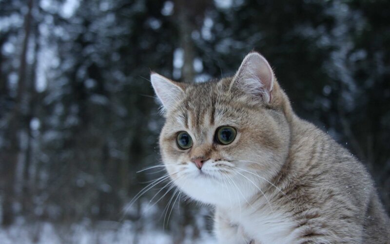 British Shorthair Cat — Gray, Calm, Winter