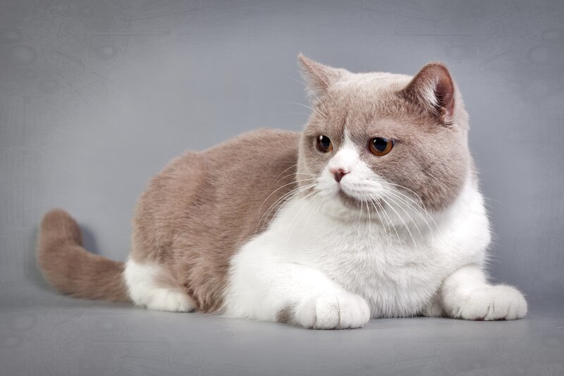 British Shorthair Cat — Gray