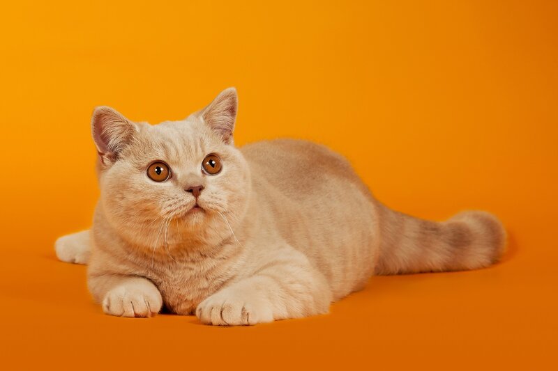 British Shorthair Cat — Orange