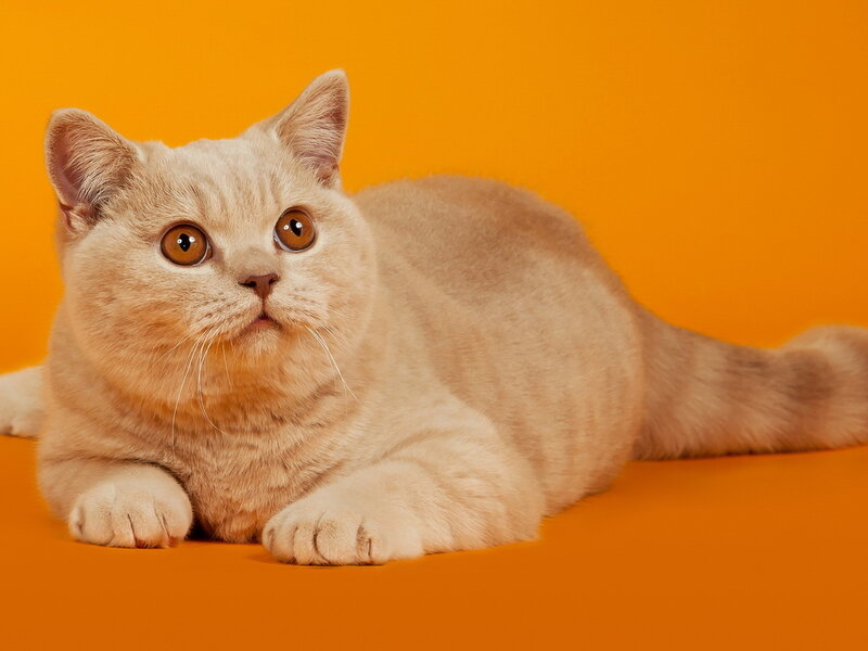 British Shorthair Cat