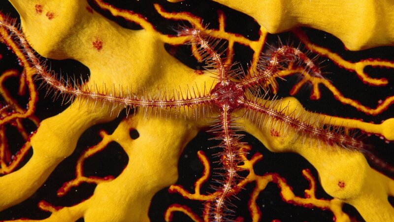 Brittle star on yellow sponge