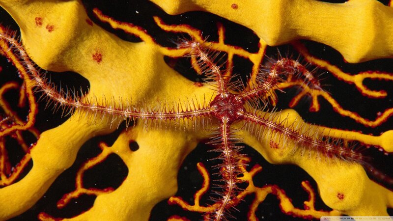 Brittle Star on Yellow Sponge — Dramatic
