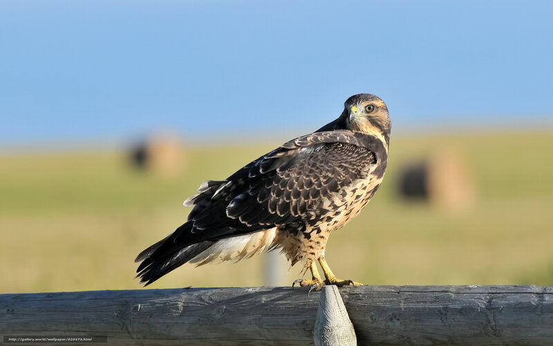 Broad-winged Hawk — Blue