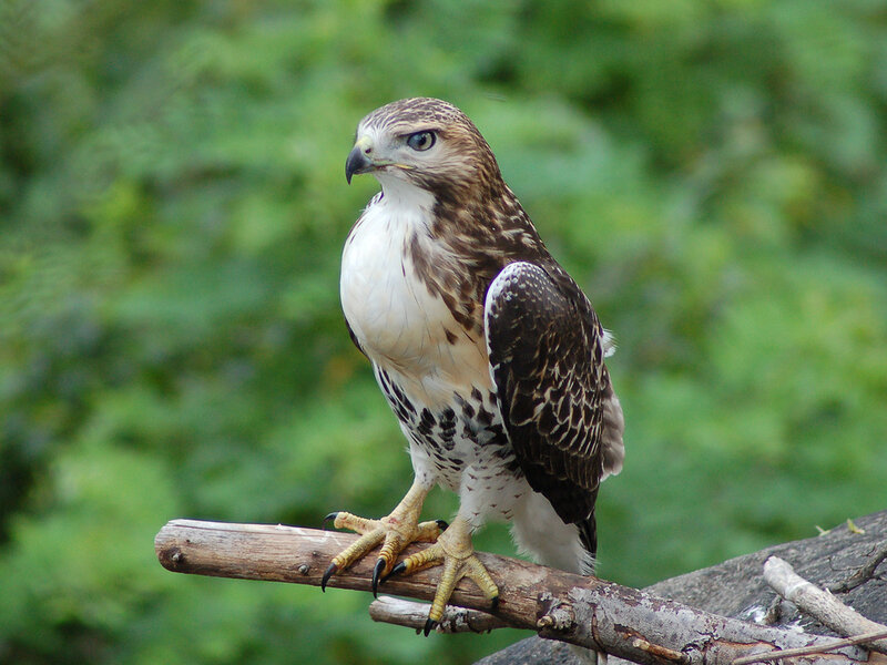 Broad-winged Hawk — Brown, Alert, Afternoon, Photograph, Branch