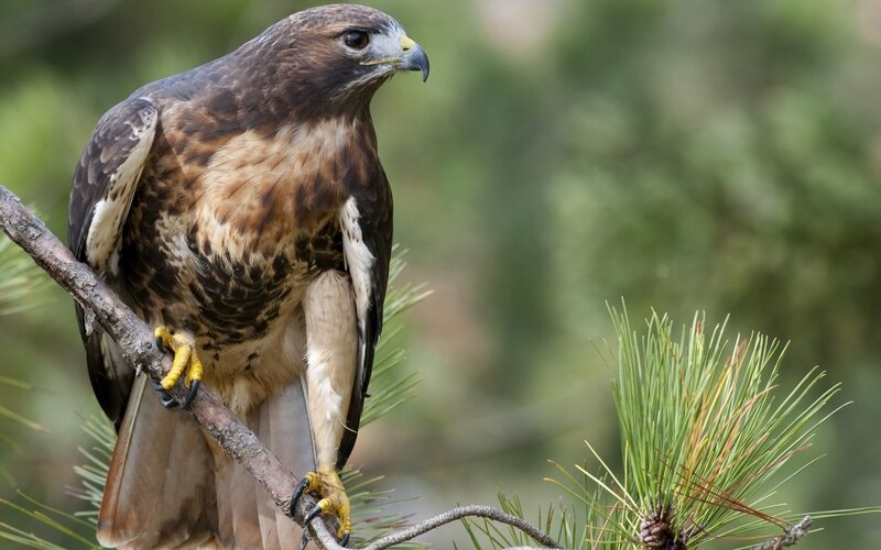 Broad-winged Hawk — Brown, Alert, Afternoon, Photograph