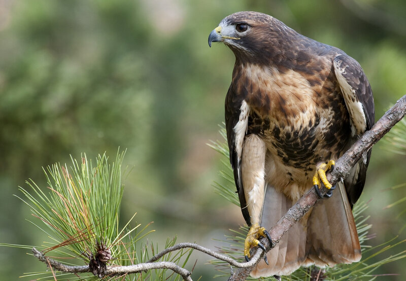 Broad-winged Hawk — Brown, Alert, Afternoon