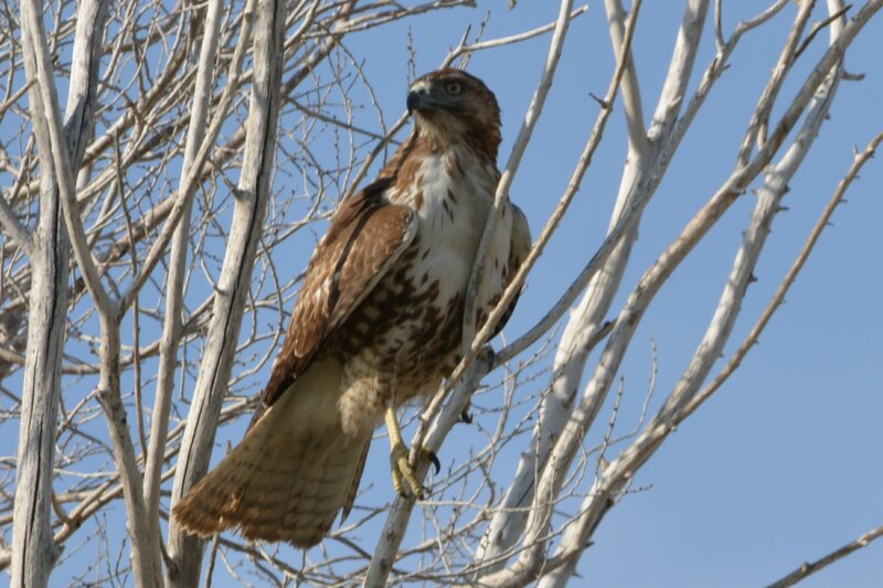 Broad-winged Hawk — Brown, Alert