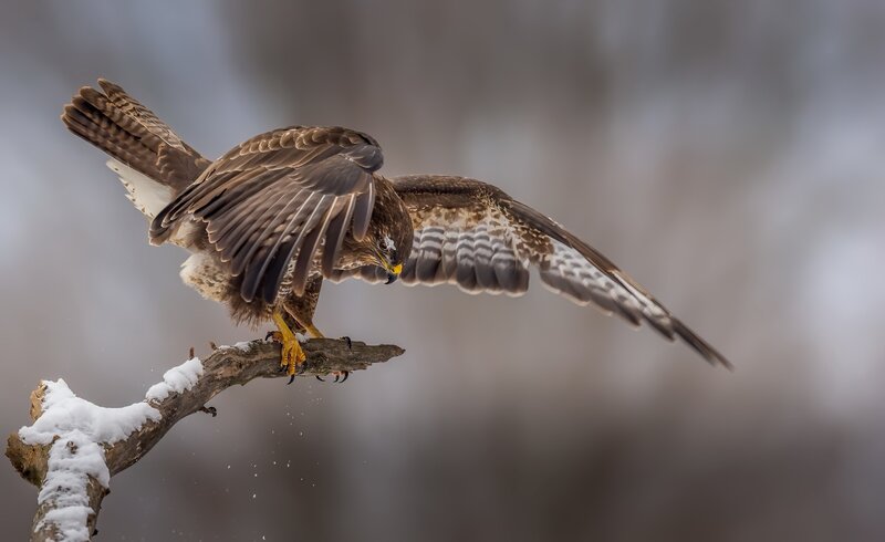 Broad-winged Hawk — Brown, Dramatic