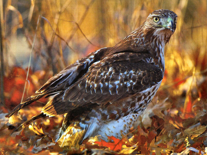 Broad-winged Hawk — Brown