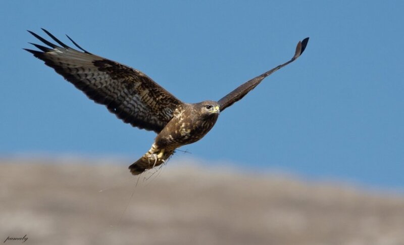 Broad-winged Hawk in Flight