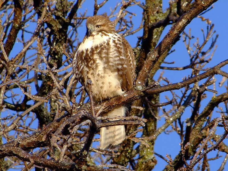 Broad-winged Hawk
